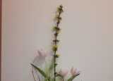 IMG-20200326-WA0001.jpg