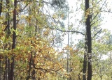 13-10-2017-sestaci-v-krivoklatskych-lesich_7.jpg
